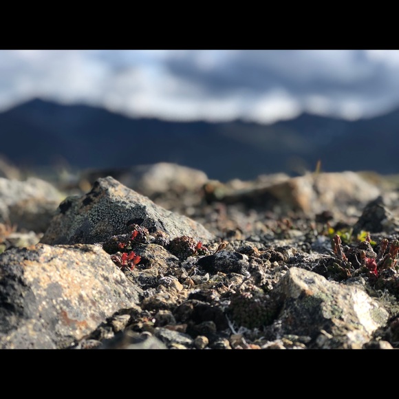 Meet your Posher, Alysa - Picture 1 of 1